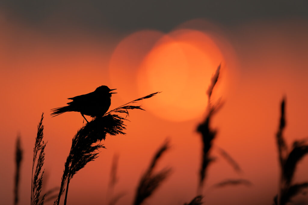 Western yellow wagtail singing in the rising sun.