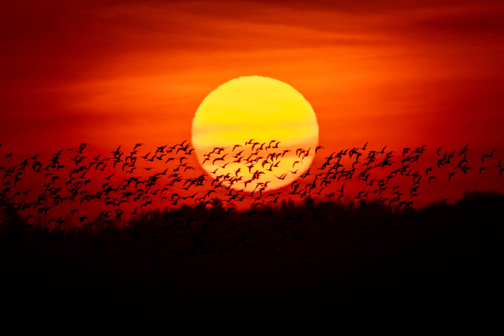A flock of geese is flying over moraine hills.