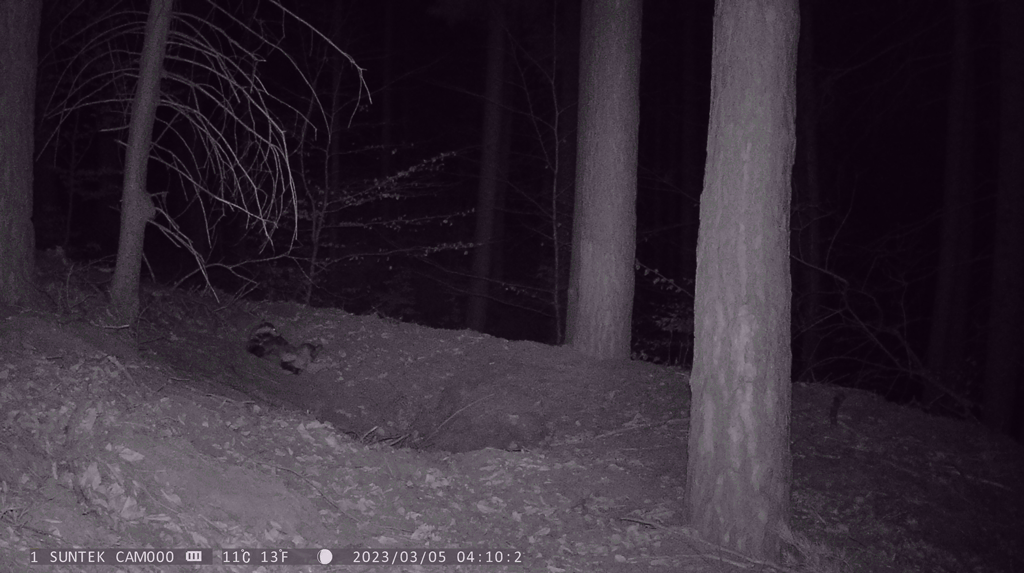 Badgers, badgers .... and their visitors!