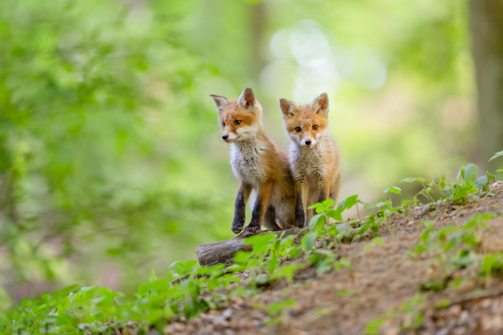 Fox kits in a forest.