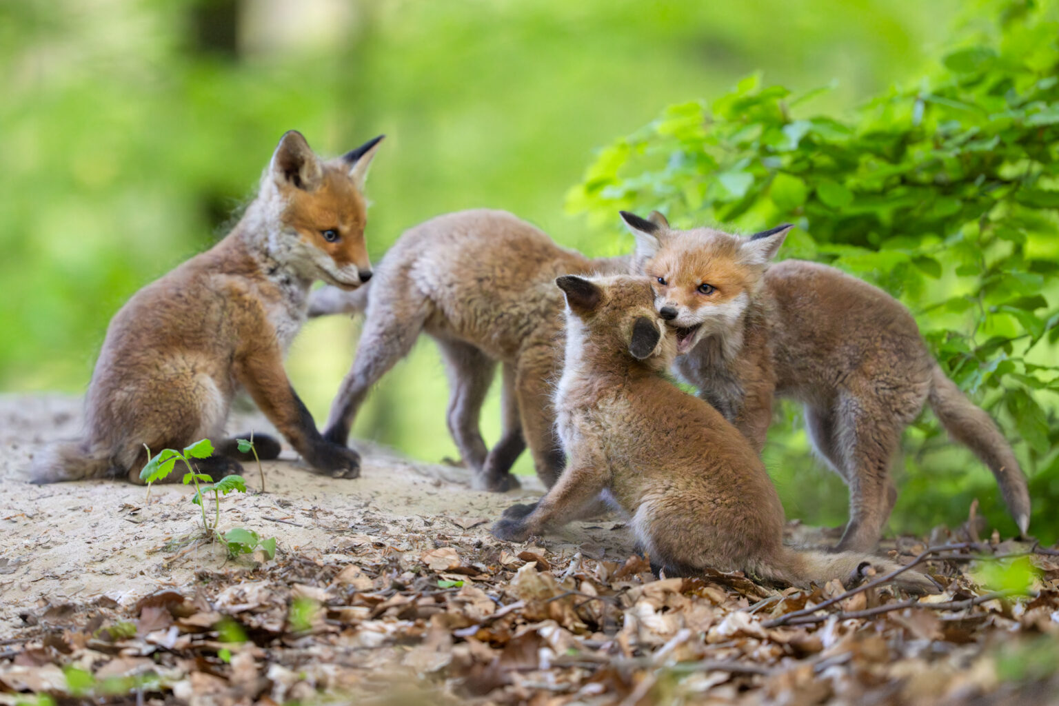 Fox kits in a forest.