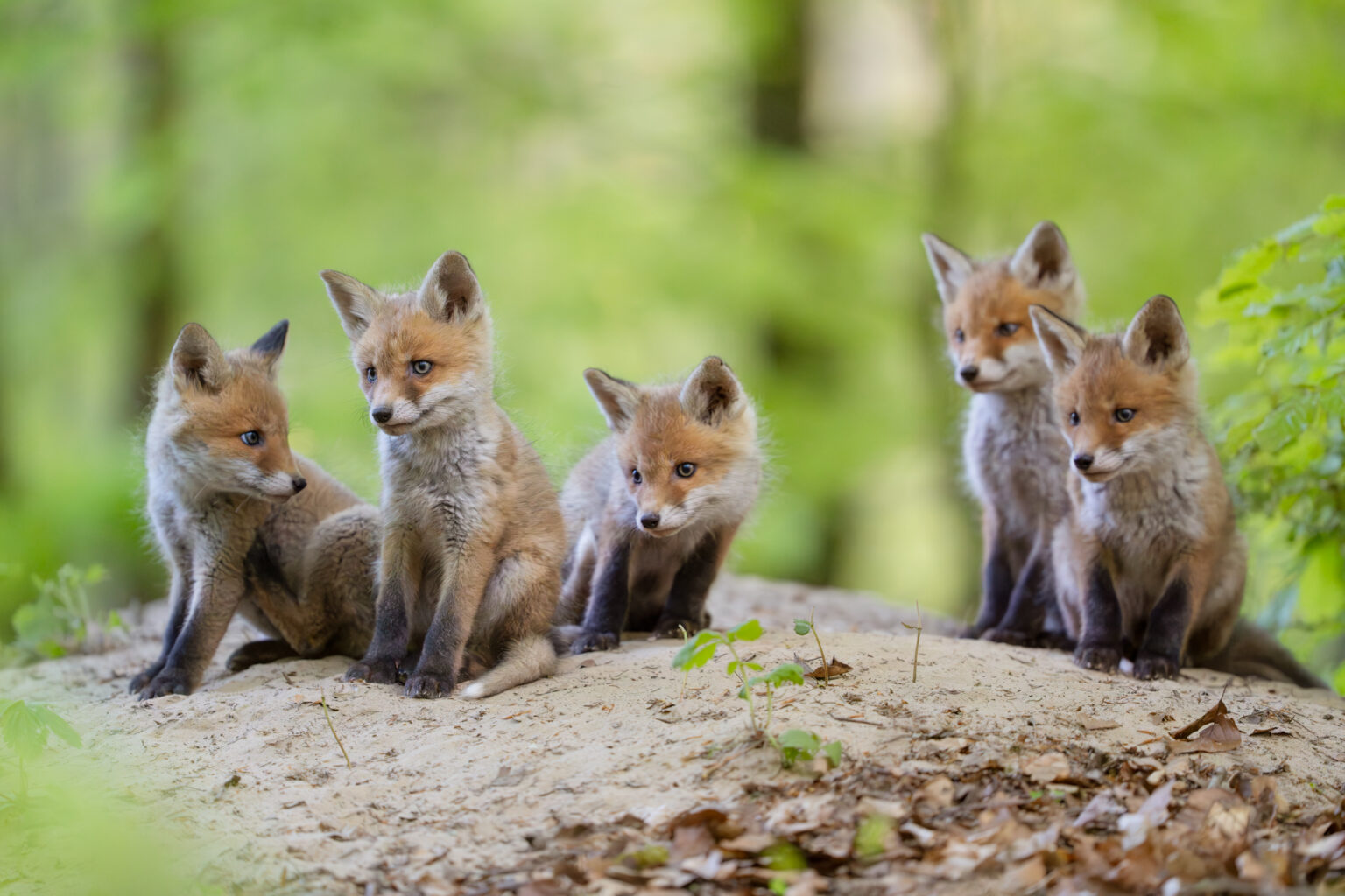 Fox kits in a forest.