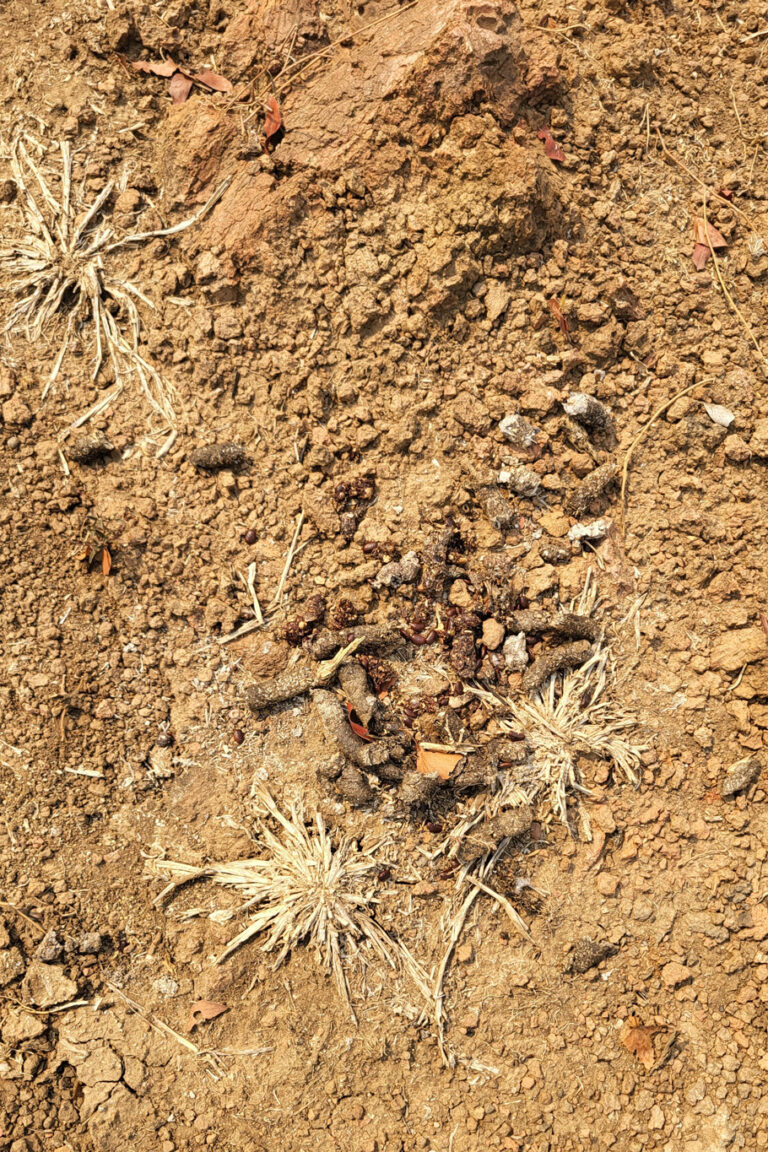 Bush guides sometimes call dry Porcupine droppings "Bush Rattles." Because they are so fibrous, they dry out completely without crumbling. If you were to pick one up (not recommended without gloves!) and shake it, it would feel light and woody, almost like a little shaker.