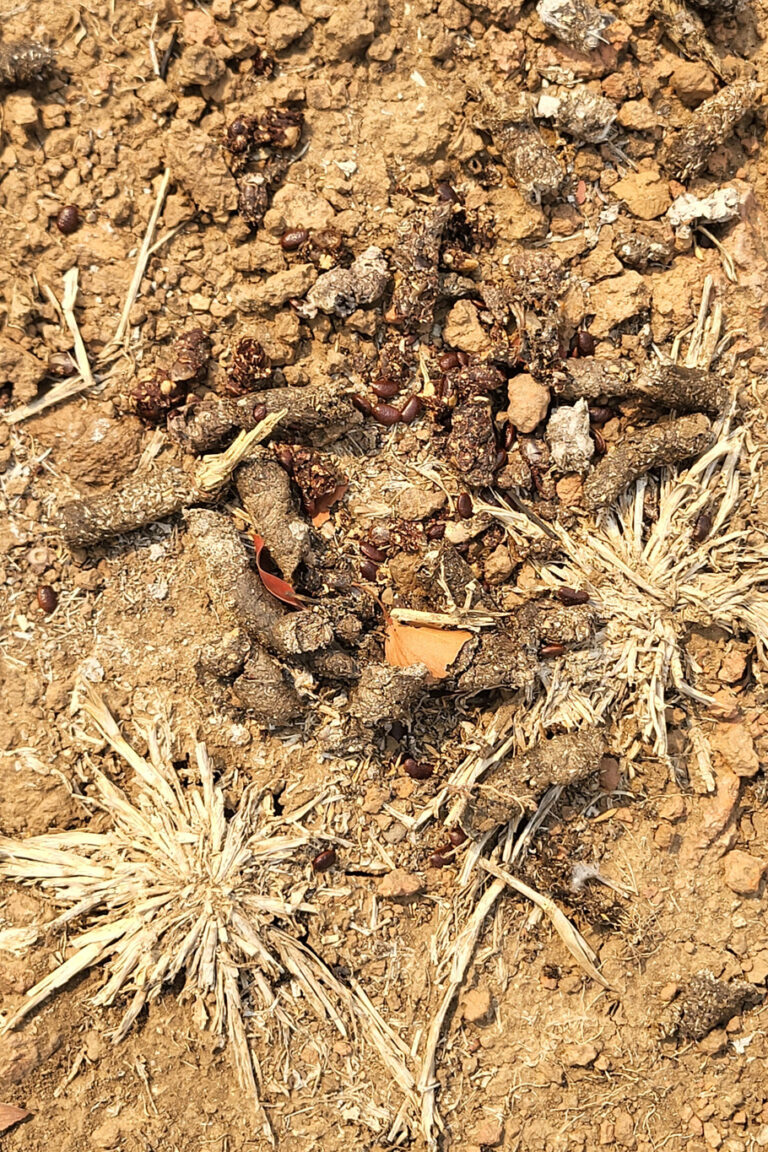 If we remember correctly, our guide identified these as Porcupine droppings. Antelope droppings tend to be rounder, while Porcupine droppings are more cylindrical