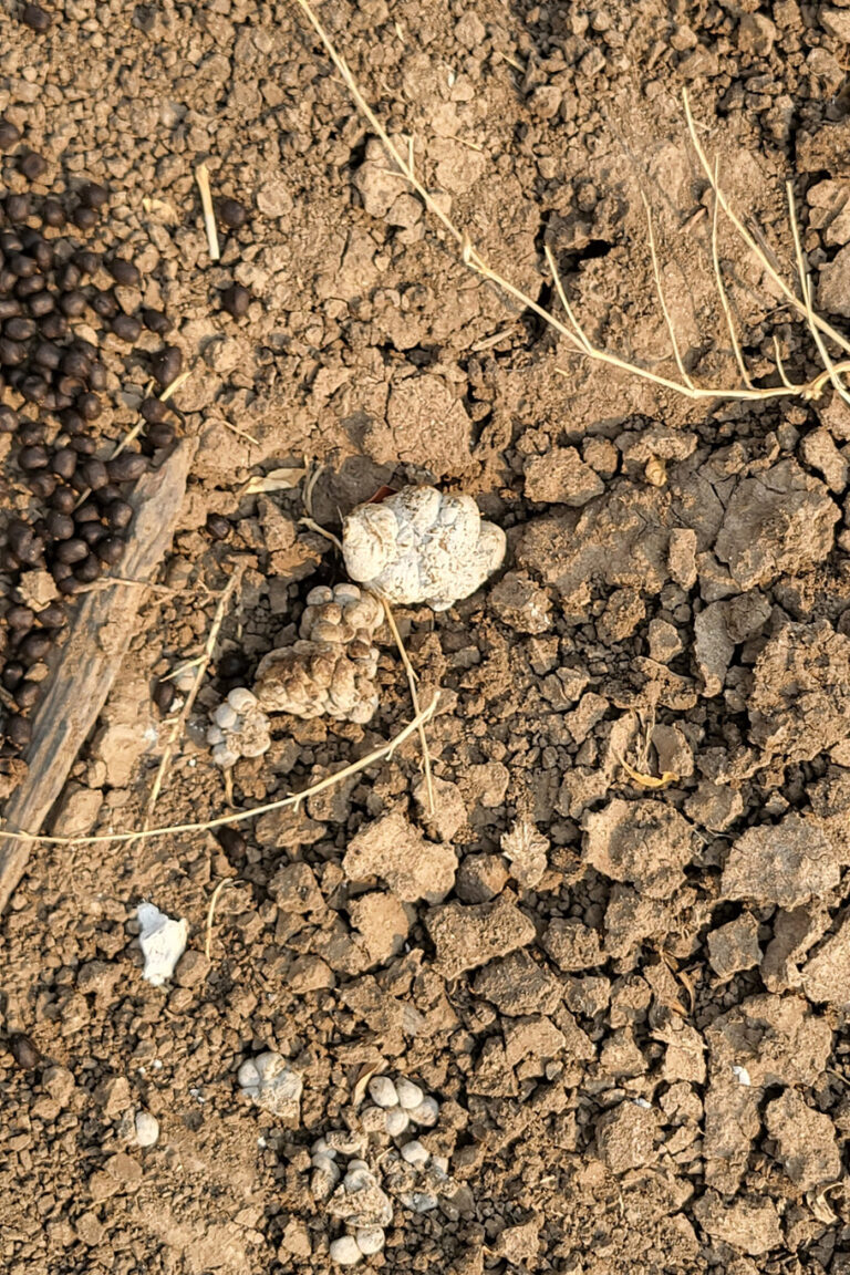 Those stark white droppings belong to a Spotted Hyena. The color comes from the massive amount of crushed bone they consume, which fills their waste with calcium. In contrast, the small brown pellets you see nearby are from grazers like Impala.