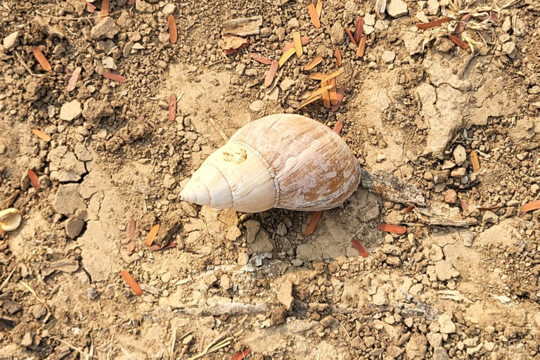 This is the discarded shell of a Giant African Land Snail. Storks prey on these snails and leave the empty shells scattered in the bush.
