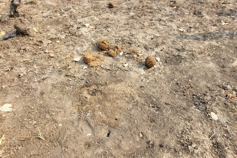 Traditionally, inhaling the smoke of burning dung is used as a remedy for headaches, toothaches, and even nosebleeds.