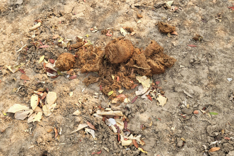In the wild, dung is like the morning news. Because elephants have poor digestion (they only digest about 30-45% of what they eat), their droppings are full of identifiable twigs, seeds, and leaves. It is a commons site to see monkeys and other animals searching through it and eating what was left behind.