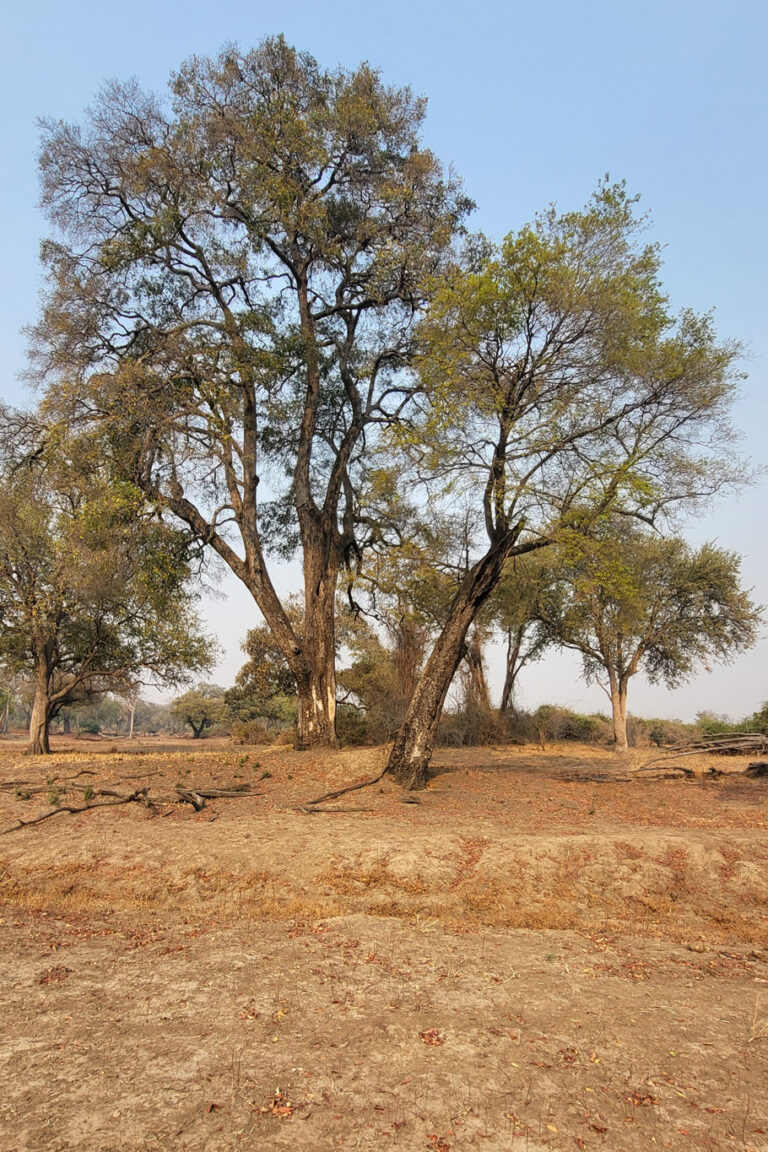 Ebony tree. Because the wood is incredibly hard, straight-grained, and rot-resistant, it is the number one choice for making Mokoros (dugout canoes). If you see a traditional wooden boat in Zambia or Botswana, it is likely carved from a single Ebony tree.