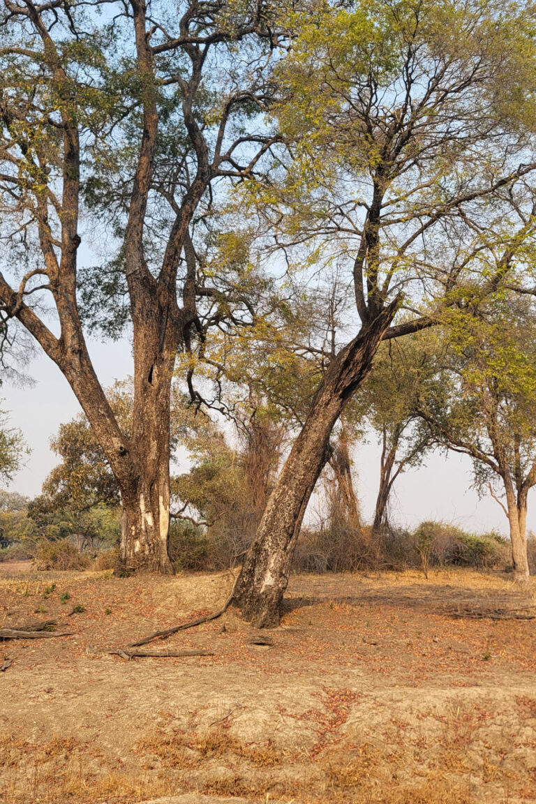 In South Luangwa (and much of the African bush), the tree you know as Ebony is more formally called the Jackalberry (Diospyros mespiliformis), or African Ebony. It is one of the "Giants of the Valley" and plays a huge role in the ecosystem.