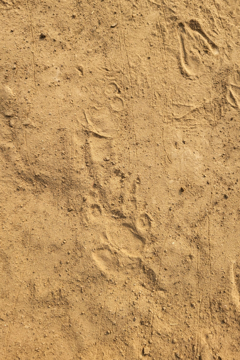 If you find a set of tracks that looks like someone has dragged a tiny broom or rake through the sand, you are almost certainly looking at the trail of an African Crested Porcupine.