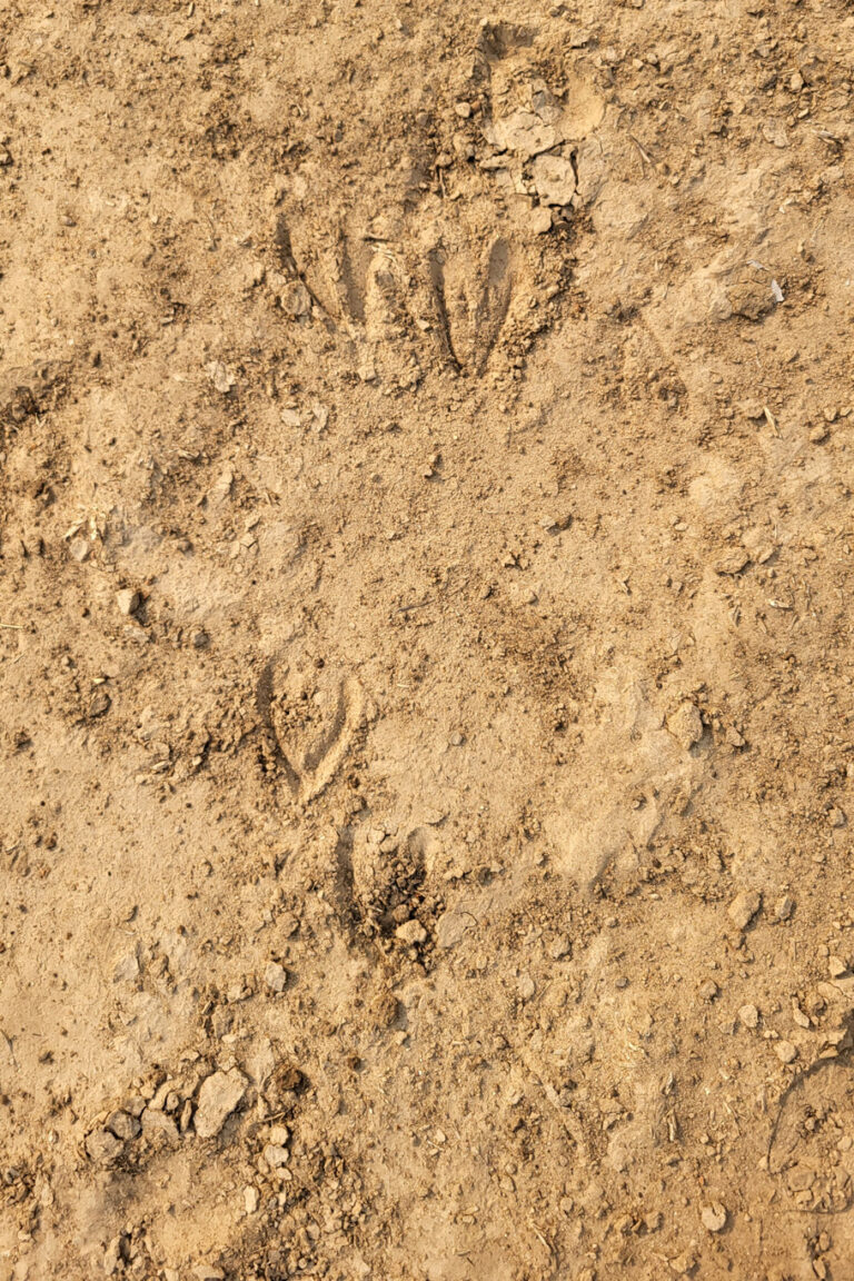 Impala tracks are often described as looking like a perfect little heart or a neat, sharp "V". Unlike the Puku antelope which has broader, more parallel toes to accommodate for the wet land.