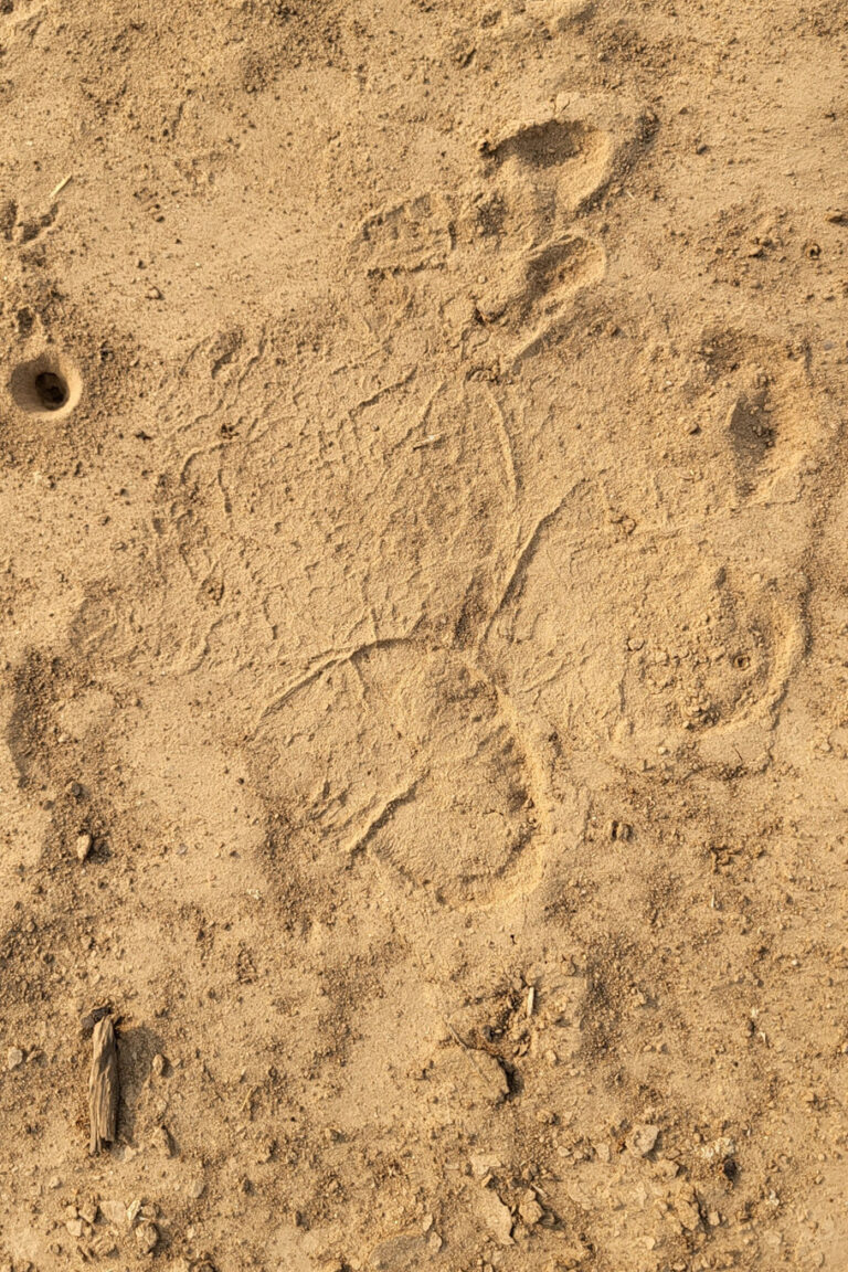 When an elephant walks, its hind foot lifts and lands in roughly the same spot that the front foot just vacated. Instead of seeing four separate footprints for every stride, you often see just two lines of tracks. The print you are looking at is actually a "composite"—the hind foot impression stamped directly on top of the front foot impression.