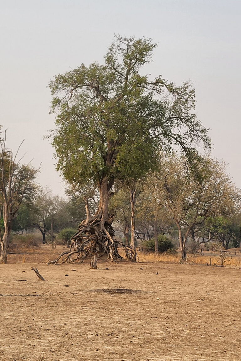 South Luangwa floods dramatically during the Emerald Season.The termite mound acts as a raised island. While other saplings might drown or rot in the waterlogged soil, the tree on the mound keeps its roots aerated and dry.This allows species that hate "wet feet" (like the Tamarind or Candlewood) to survive in areas that are technically floodplains.