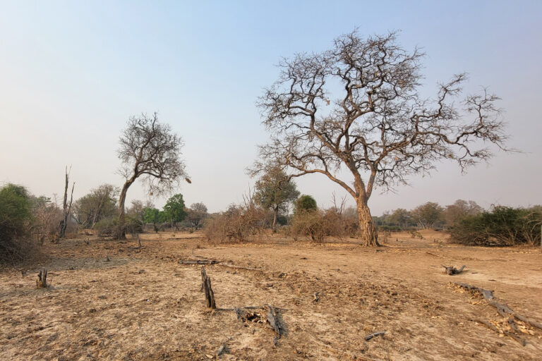 Elephants are the "Ecosystem Engineers" of South Luangwa. They are the single most important factor in determining whether the landscape is a thick forest or an open grassy plain. Elephants use their tusks to strip the bark off trees (especially Baobabs and Marulas) to eat the moist, nutrient-rich cambium layer underneath.If they strip the bark all the way around the trunk ("ring-barking"), the tree cannot transport nutrients and dies. This is a major cause of the loss of large, old trees in the valley.