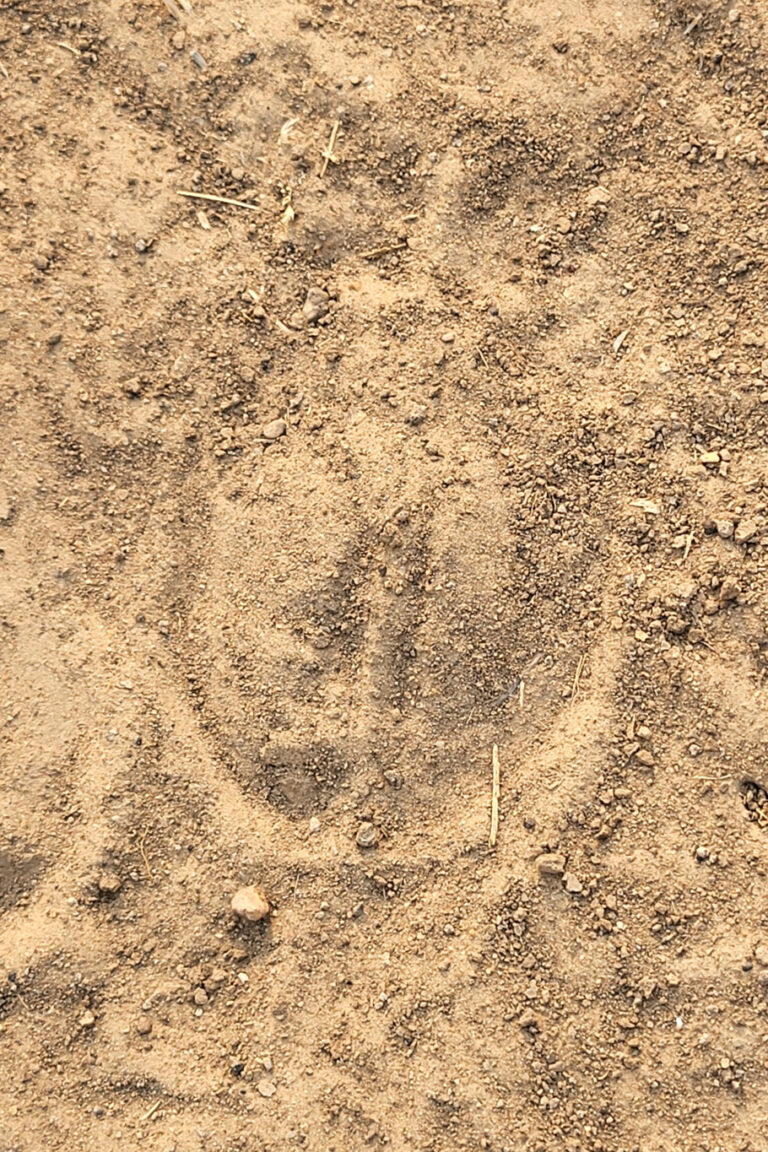 Like cattle or antelope, giraffes have cloven hooves (two toes). However, unlike the "heart shape" of an antelope print, giraffe tracks are more square or rectangular and blocky.